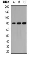 PRKCQ / PKC-Theta Antibody (C-Terminus)