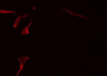 PPIF / Cyclophilin F Antibody