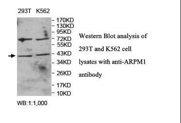 ARPM1 Antibody (aa48-248)