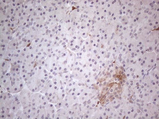 CSF2 / GM-CSF Antibody (aa18-144, clone OTI8G5, Carrier-free)