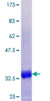 Human MT1G Protein (Recombinant GST)