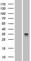 Human OR52N2 Protein (Over-Expression Lysate Myc-DDK (Flag))