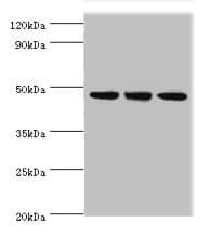PELI1 / Pellino 1 Antibody (aa1-250)
