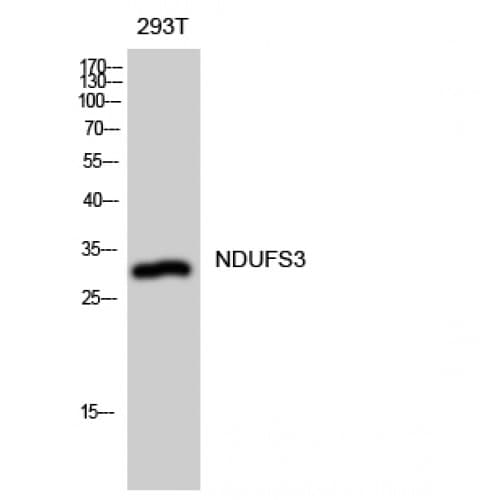 Polyclonal Rabbit anti-Human NDUFS3 Antibody (90-170 aa, Internal, WB)