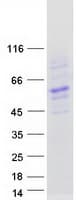 Human BTNL8 Protein (Recombinant Myc-DDK (Flag))