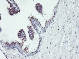 RNPEP Antibody (clone OTI1B1)