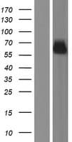 SYNC / SYNCOILIN Protein (Over-Expression Lysate Myc-DDK (Flag))