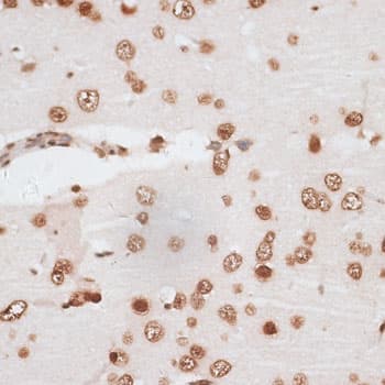 H2AFX / H2AX Antibody
