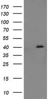 MAPK13 / p38delta Antibody (clone OTI1H3)