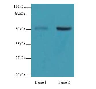 ZBTB32 / TZFP Antibody (aa1-294)