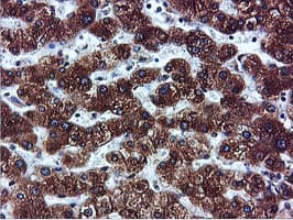 ILVBL Antibody (clone OTI8B12)