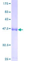 Human COASY Protein (Recombinant GST)