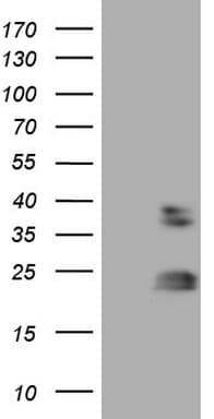 RHOC Antibody (C-Terminus, clone OTI6F11, Carrier-free)