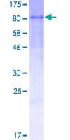 Human GP1BA / CD42b Protein (Recombinant GST)