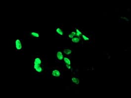 PHF7 Antibody (clone OTI1G9)