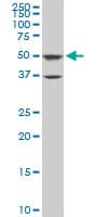 PTBP3 / ROD1 Antibody (clone 4C9)
