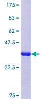 Human SV2C Protein (Recombinant GST, N-terminus)