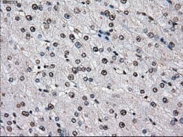 ID3 Antibody (clone OTI15E3)