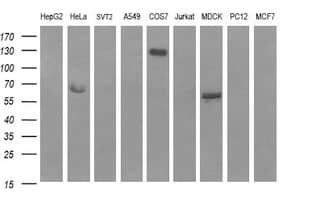 RAPGEF1 Antibody (clone OTI3H5)