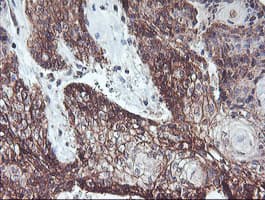 RFXANK Antibody (clone OTI3E7, Carrier-free)