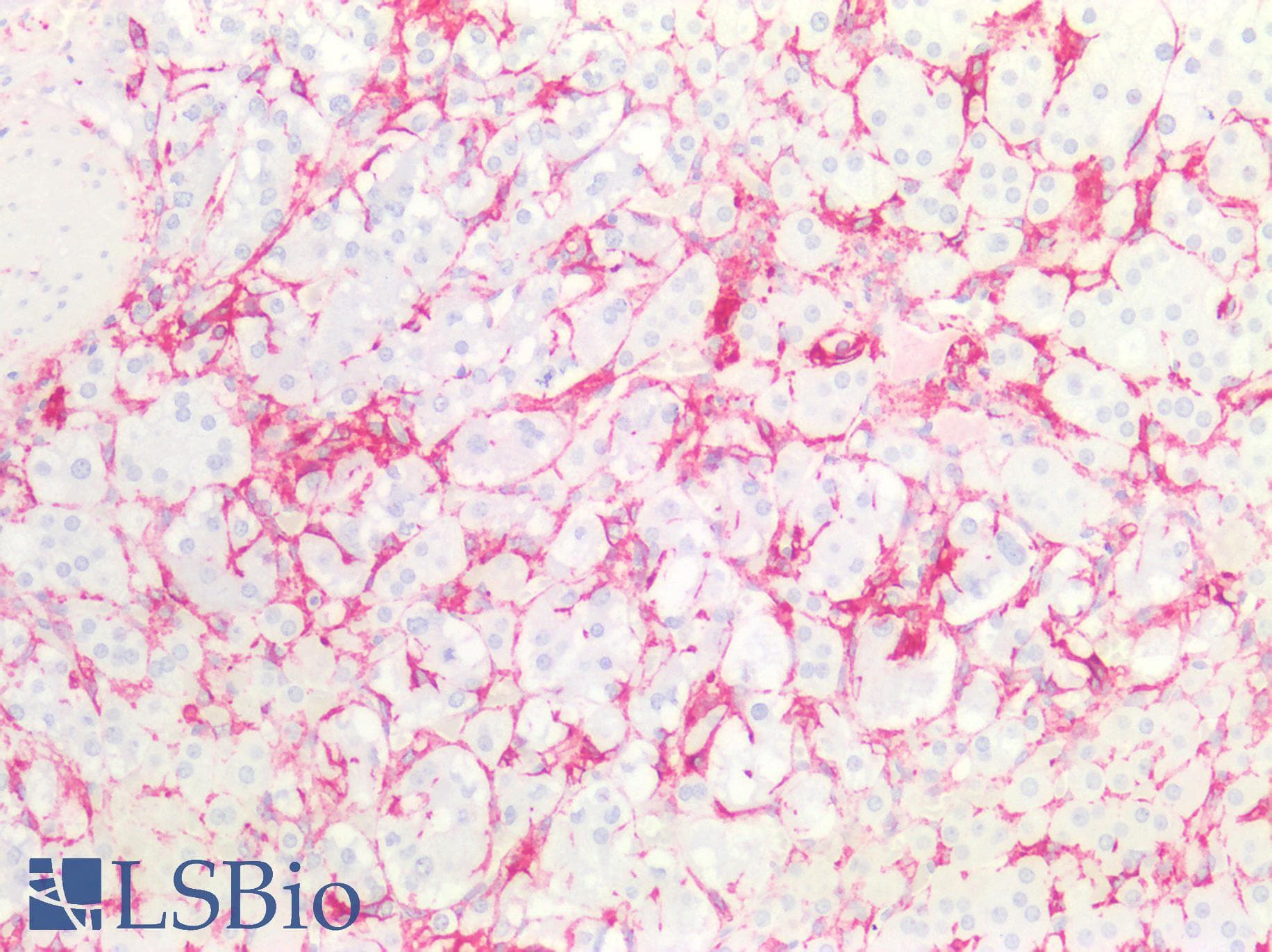 PathPlus™ NGFR / CD271 / TNR16 Antibody