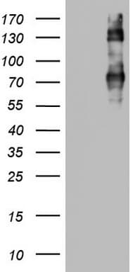 CD68 Antibody (aa22-319, clone OTI6A10)