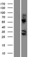 KRBA2 Protein (Over-Expression Lysate Myc-DDK (Flag))