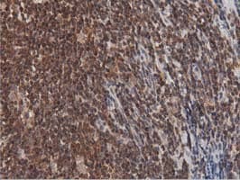 DNAJA2 Antibody (clone OTI1G3)
