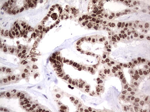 NHEJ1 / XLF Antibody (clone OTI1B5)