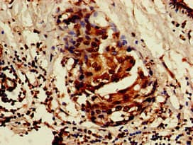 ISOC1 Antibody
