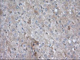 SNX9 / WISP Antibody (clone OTI2A6)