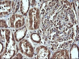 CDC123 Antibody (clone OTI1F8, Carrier-free)