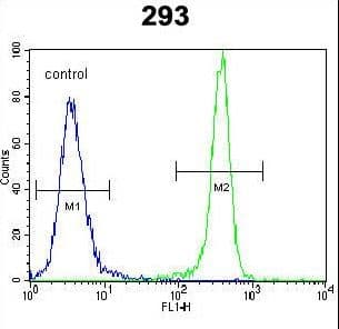 PathPlus™ IDH1 / IDH Antibody (aa116-143)