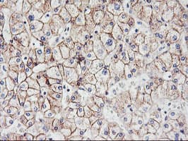 CDH2 / N Cadherin Antibody (clone OTI2G7)