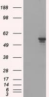 PPP5C Antibody (clone OTI4G8, Carrier-free)