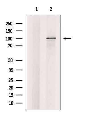 ZHX1 Antibody