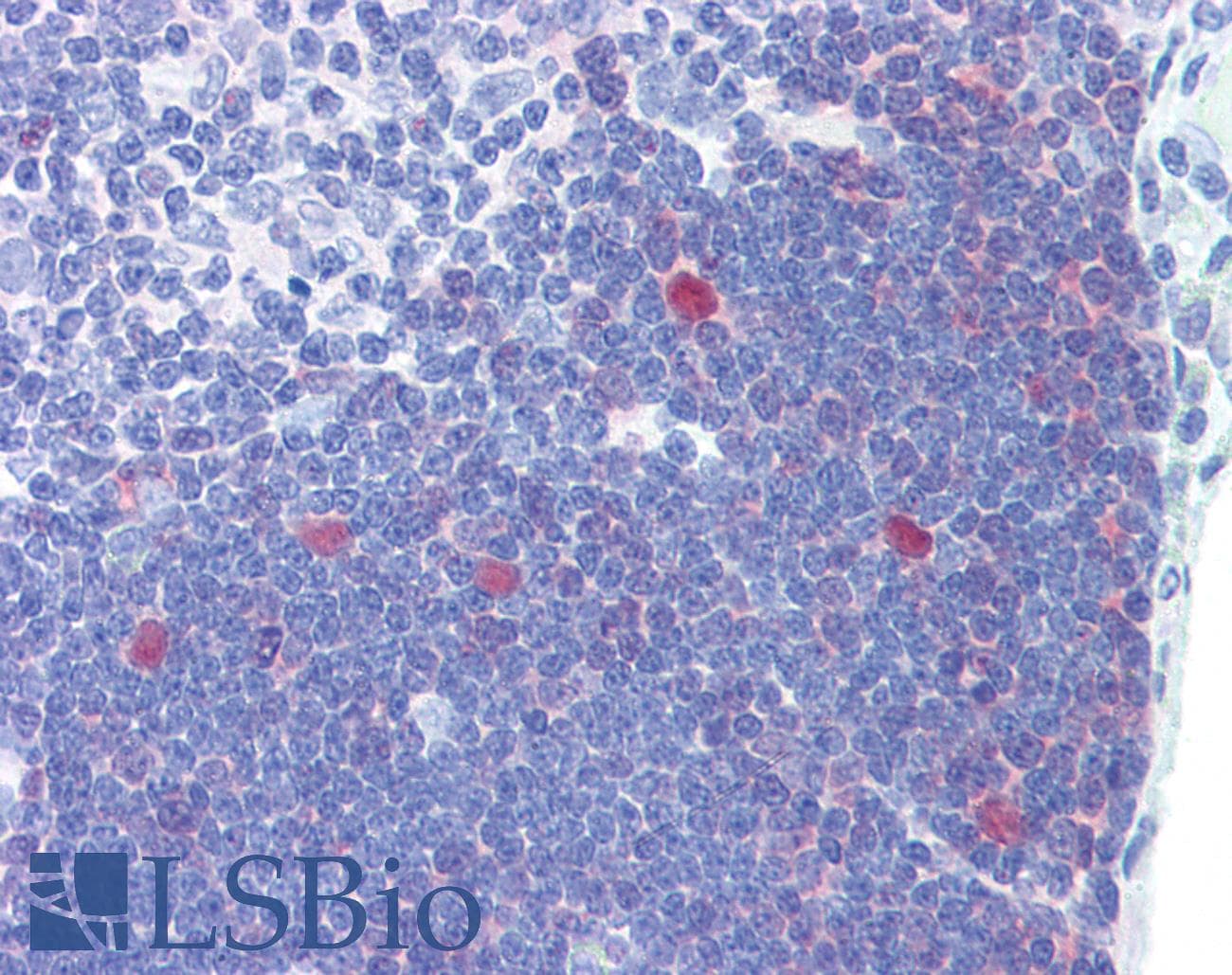 IHC-plus™ CDK1 / CDC2 Antibody (clone POH-1)