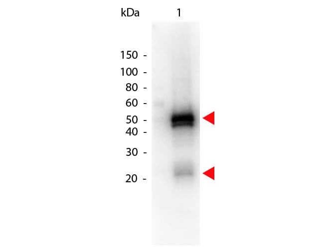Donkey Anti-Rabbit IgG Secondary Antibody (HRP)