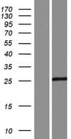 RWDD3 Protein (Over-Expression Lysate Myc-DDK (Flag))