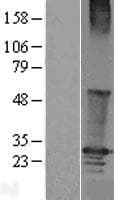 RGS19 Protein (Over-Expression Lysate Myc-DDK (Flag))