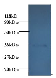 Adiponectin Antibody