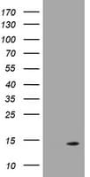 DDT / Dopamine Tautomerase Antibody (clone OTI1F12, Carrier-free)