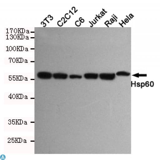 HSPD1 / HSP60 Antibody