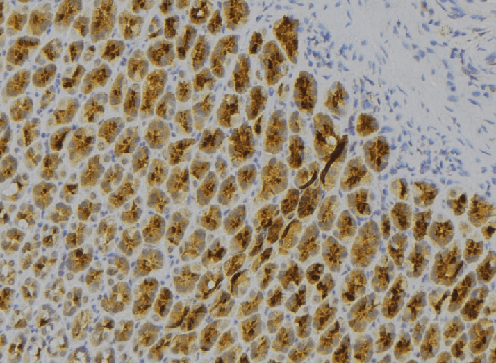 IL7 Antibody