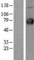 CLCC1 Protein (Over-Expression Lysate Myc-DDK (Flag))