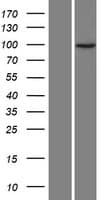 JAKMIP3 Protein (Over-Expression Lysate Myc-DDK (Flag))
