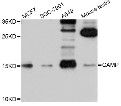 LL37 / Cathelicidin Antibody
