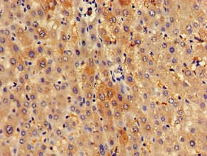 SPRED1 Antibody
