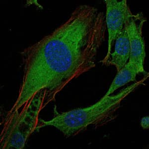 CRK Antibody (clone 3G11C1)