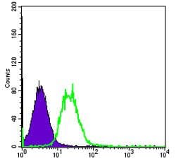 Monoclonal Mouse anti-Human SYN / FYN Antibody (clone 2A10, IHC, IF, WB)